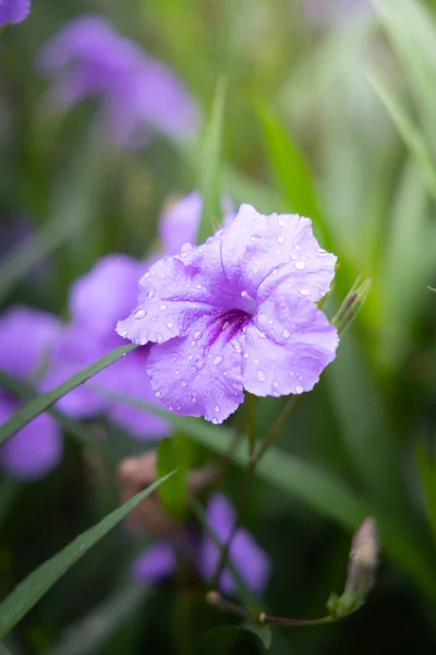 Das Hintergrundbild der bunten Blumen — Stockfoto