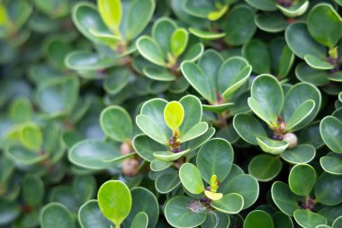 Renkli çiçeklerin arkaplan resmi