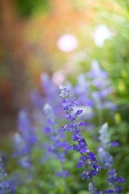 Renkli çiçeklerin arkaplan resmi