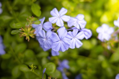 Renkli çiçeklerin arkaplan resmi