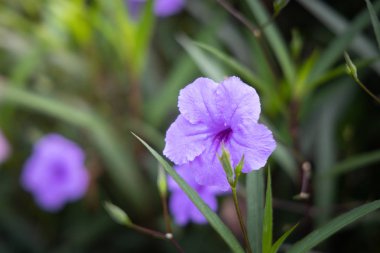 Renkli çiçeklerin arkaplan resmi