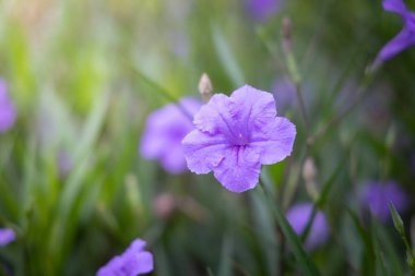 Renkli çiçeklerin arkaplan resmi