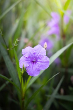Renkli çiçeklerin arkaplan resmi