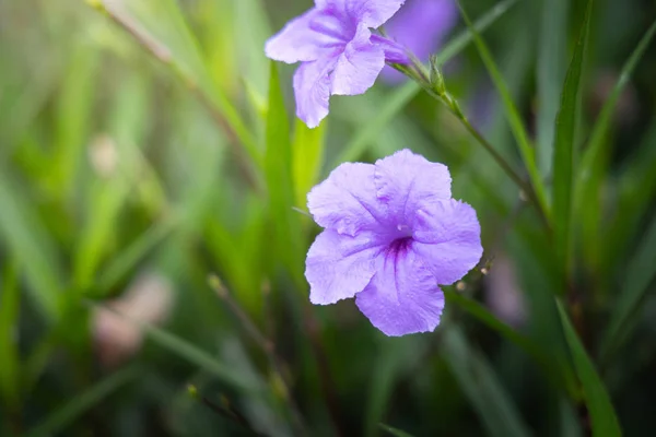 The background image of the colorful flowers