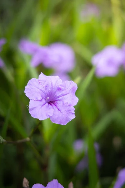 La imagen de fondo de las flores de colores —  Fotos de Stock