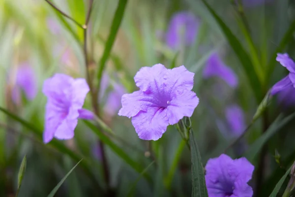 Bakgrundsbilden av de färgglada blommor — Stockfoto