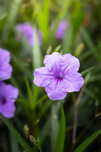 Das Hintergrundbild der bunten Blumen — Stockfoto