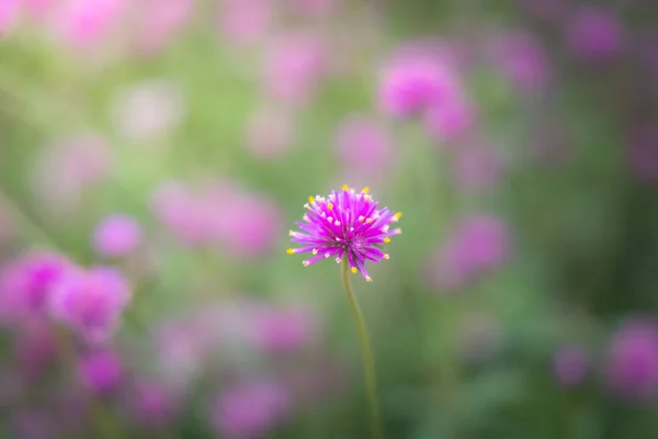 La imagen de fondo de las flores de colores — Foto de Stock