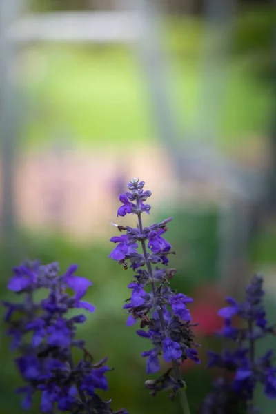 色とりどりの花の背景イメージ — ストック写真