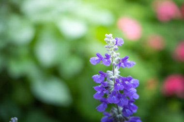 Renkli çiçeklerin arkaplan resmi