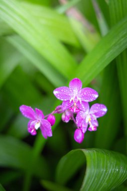 Ormandaki güzel çiçek açan orkide