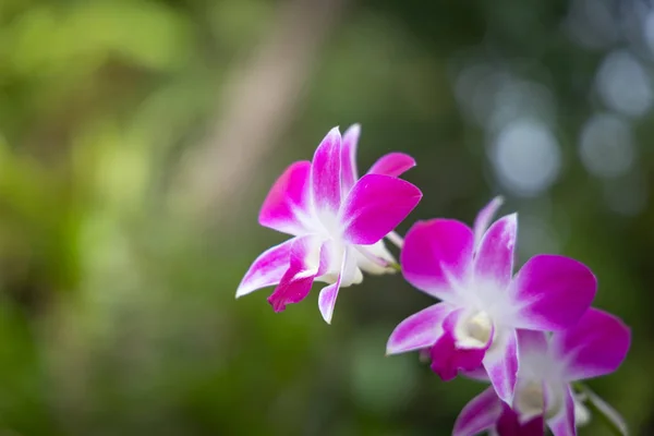 Beautiful blooming orchids in forest — Stock Photo, Image