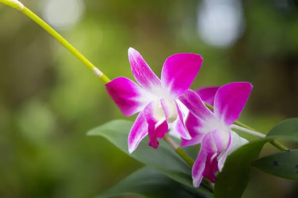 Vackra blommande orkidéer i skogen — Stockfoto