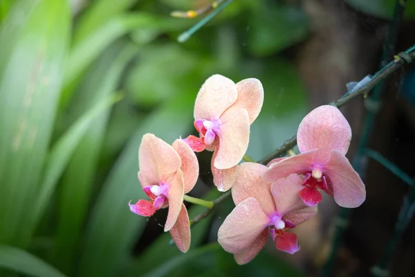 Красивые цветущие орхидеи в лесу — стоковое фото