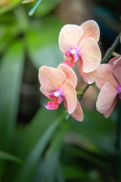 Красивые цветущие орхидеи в лесу — стоковое фото