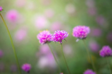 Renkli çiçeklerin arkaplan resmi