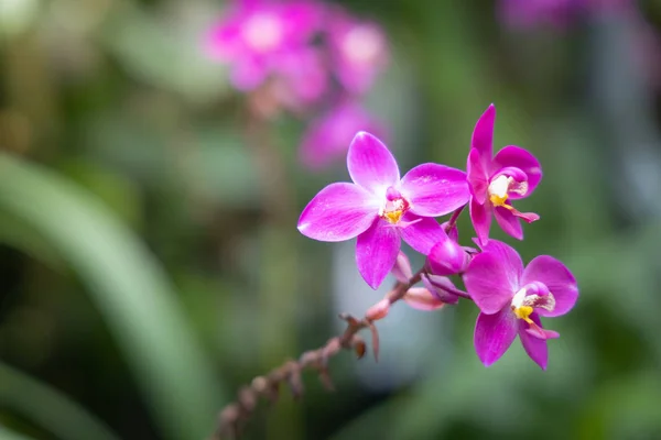 Красиві квітучі орхідеї в лісі — стокове фото