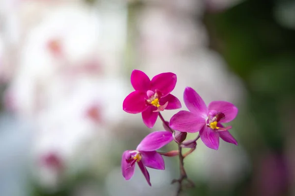 Schöne blühende Orchideen im Wald — Stockfoto