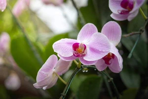 Hermosas orquídeas florecientes en el bosque — Foto de Stock