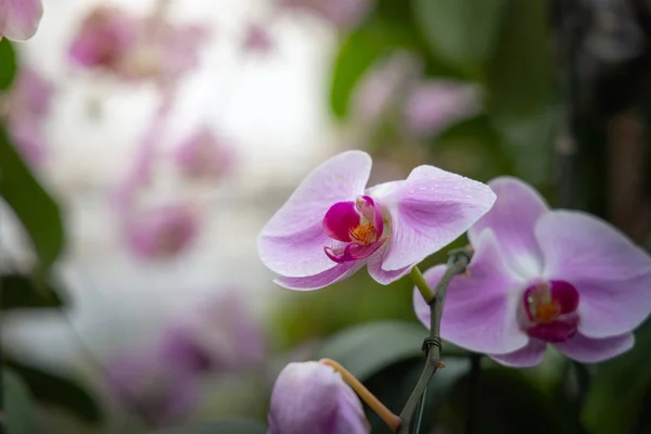 Ormandaki güzel çiçek açan orkide — Stok fotoğraf