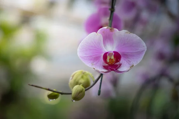 Beautiful blooming orchids in forest — Stock Photo, Image