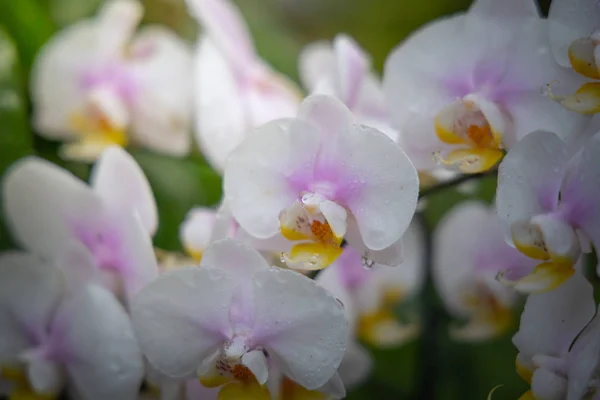 Hermosas orquídeas florecientes en el bosque —  Fotos de Stock