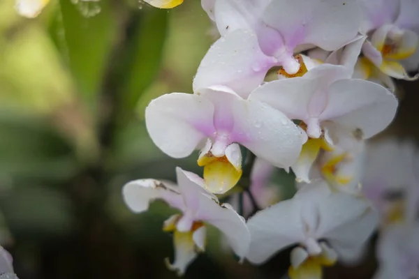 Beautiful blooming orchids in forest — Stock Photo, Image