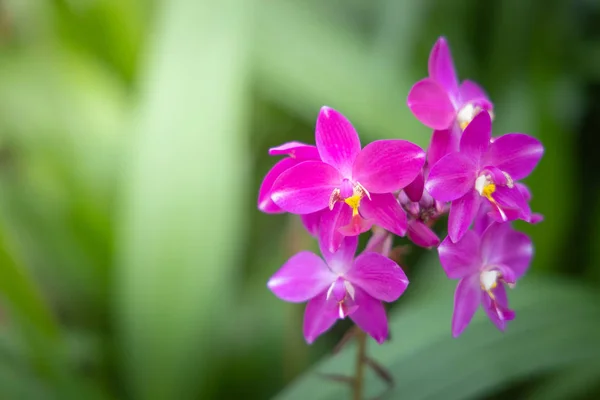 Schöne blühende Orchideen im Wald — Stockfoto
