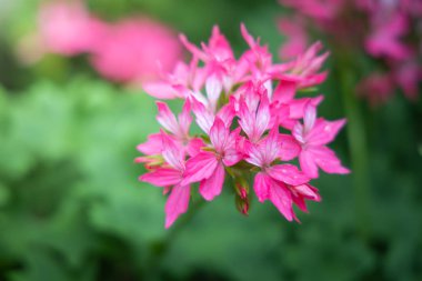 Renkli çiçeklerin arkaplan resmi