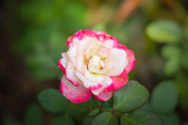 Rosen im Garten — Stockfoto