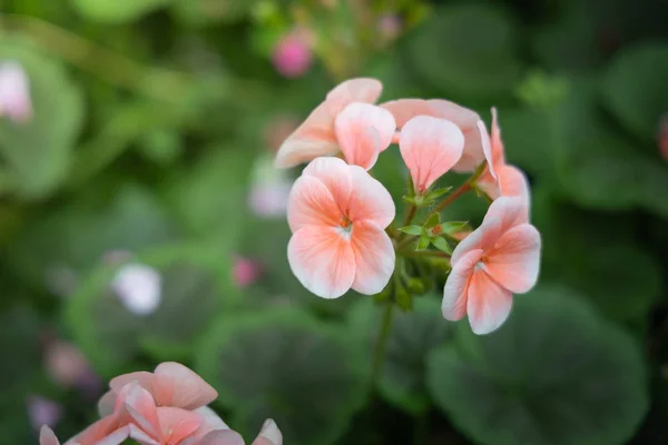 La imagen de fondo de las flores de colores — Foto de Stock