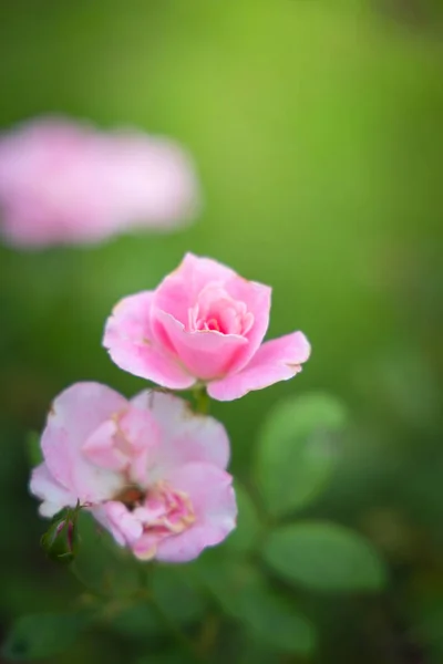 Roses in the garden