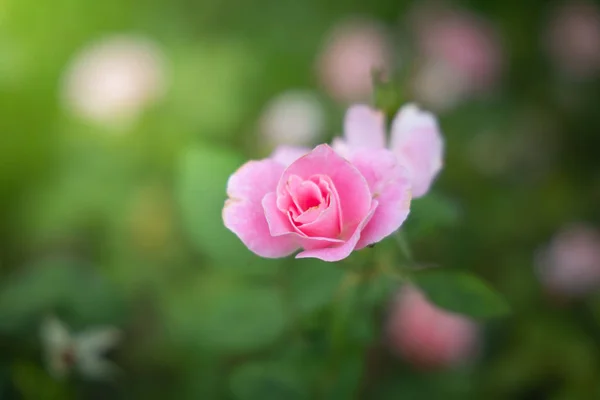 Roses in the garden — Stock Photo, Image