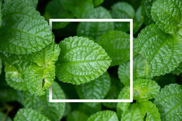 Bakgrund konsistens av bladen närbild. Grön blad bakgrund Wi — Stockfoto