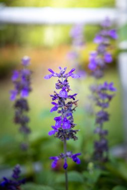 Renkli çiçeklerin arkaplan resmi