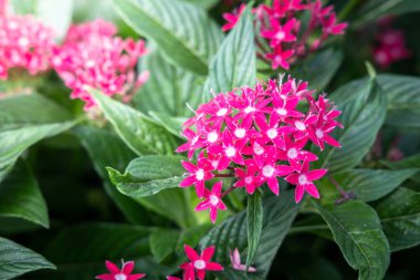 Renkli çiçeklerin arkaplan resmi