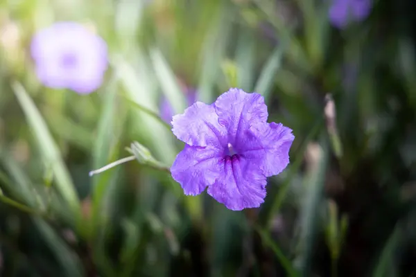 Bakgrundsbilden av de färgglada blommor — Stockfoto