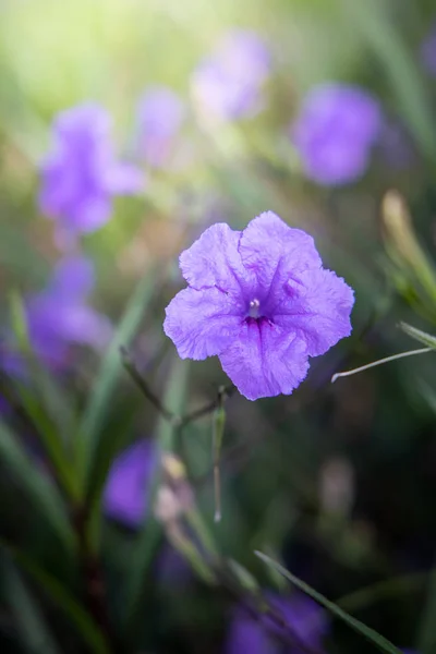 La imagen de fondo de las flores de colores —  Fotos de Stock