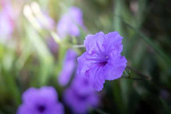 La imagen de fondo de las flores de colores —  Fotos de Stock