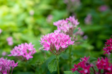 Renkli çiçeklerin arkaplan resmi