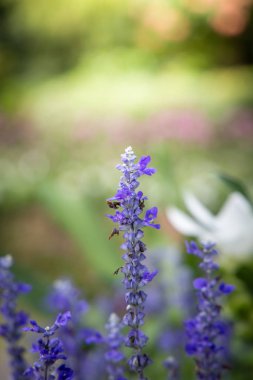 Renkli çiçeklerin arkaplan resmi