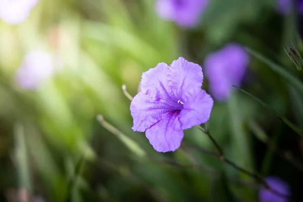 Bakgrundsbilden av de färgglada blommor — Stockfoto