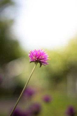 Renkli çiçeklerin arkaplan resmi