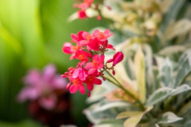 Renkli çiçeklerin arkaplan resmi