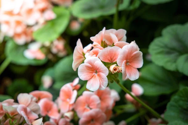 The background image of the colorful flowers — Stock Photo, Image