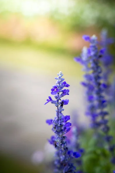 L'immagine di sfondo dei fiori colorati — Foto Stock