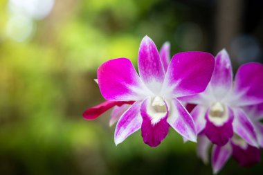 Ormandaki güzel çiçek açan orkide