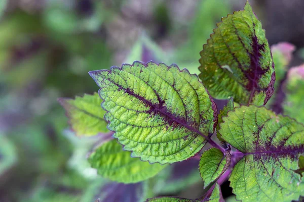 Närbild grönt blad under solljus i trädgården. Naturliga bakgr — Stockfoto