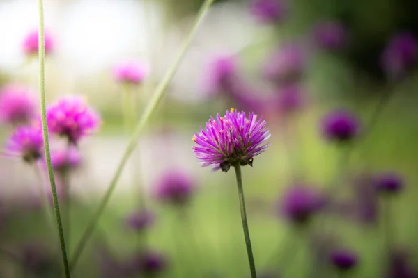 The background image of the colorful flowers — Stock Photo, Image