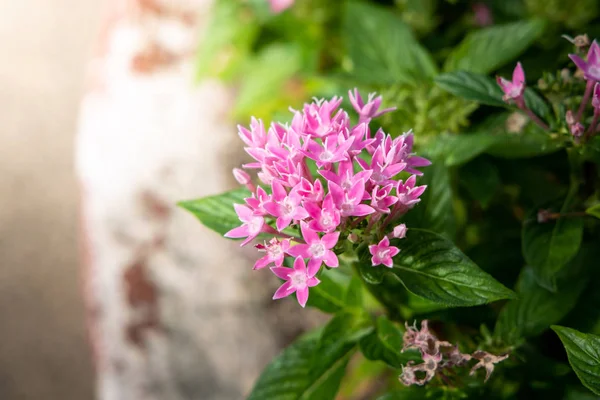 L'immagine di sfondo dei fiori colorati — Foto Stock